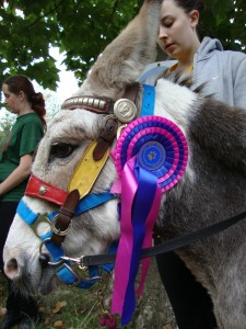 Donkeys - an essential part of the event