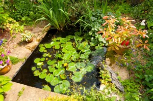 Pond open in 2010