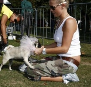 dog show