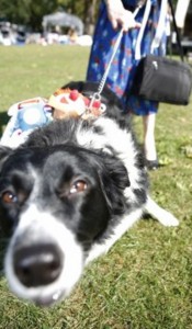 dog show 4 QPD