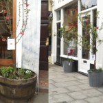 trees-in-situ